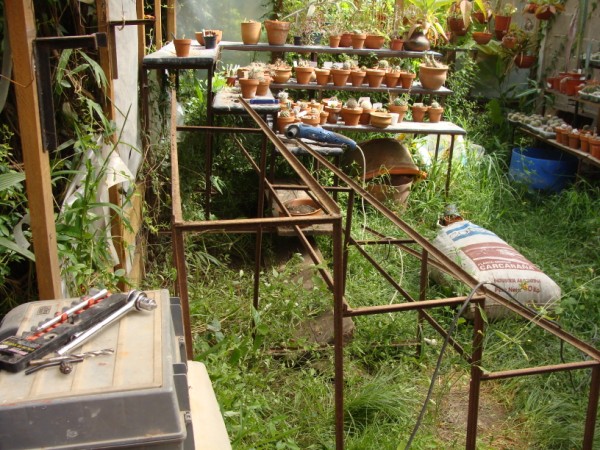 [Foto de planta, jardin, jardineria]