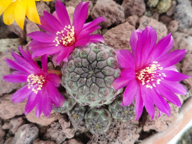 [Foto de planta, jardin, jardineria]