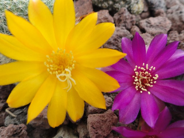 [Foto de planta, jardin, jardineria]