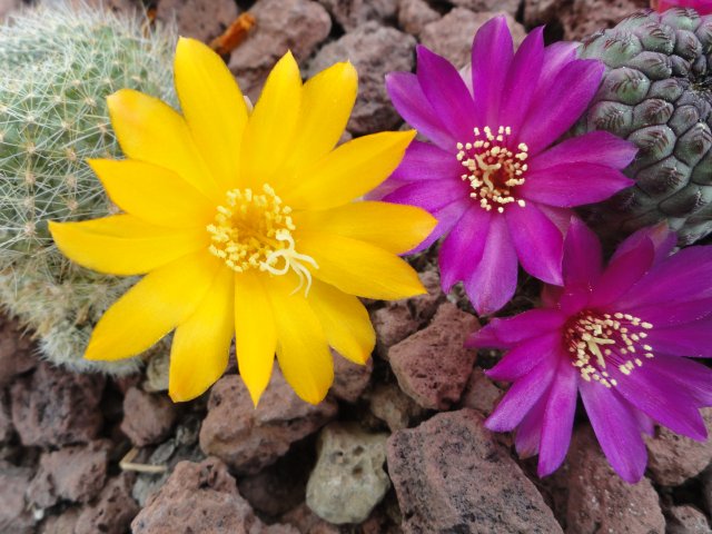 [Foto de planta, jardin, jardineria]