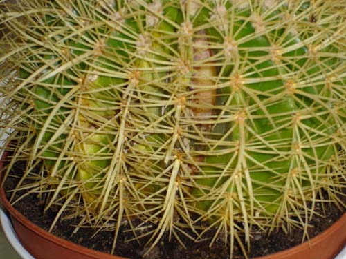 [Foto de planta, jardin, jardineria]