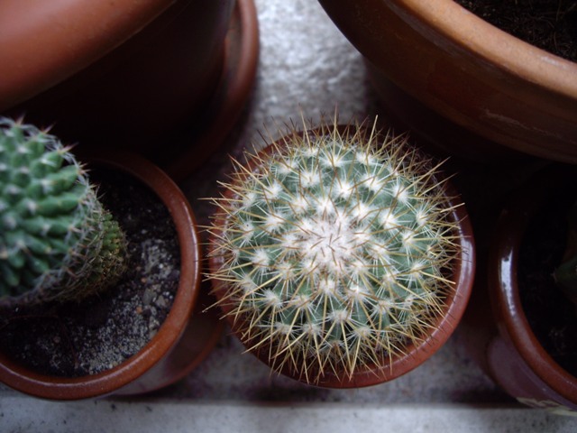 [Foto de planta, jardin, jardineria]