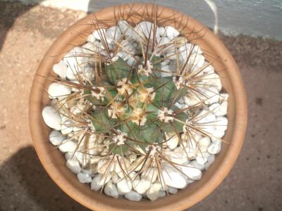 [Foto de planta, jardin, jardineria]