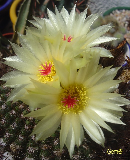 [Foto de planta, jardin, jardineria]