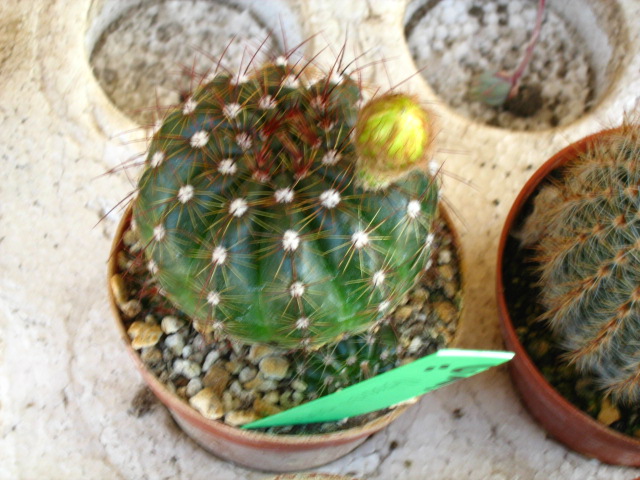 [Foto de planta, jardin, jardineria]