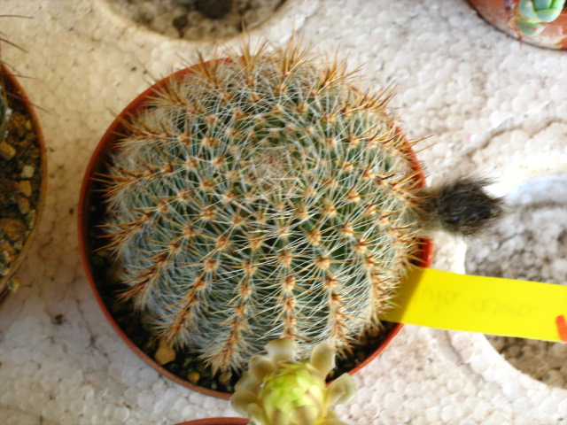 [Foto de planta, jardin, jardineria]