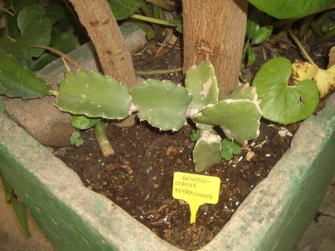 [Foto de planta, jardin, jardineria]