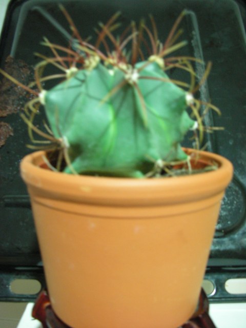 [Foto de planta, jardin, jardineria]
