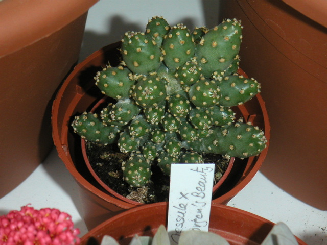[Foto de planta, jardin, jardineria]