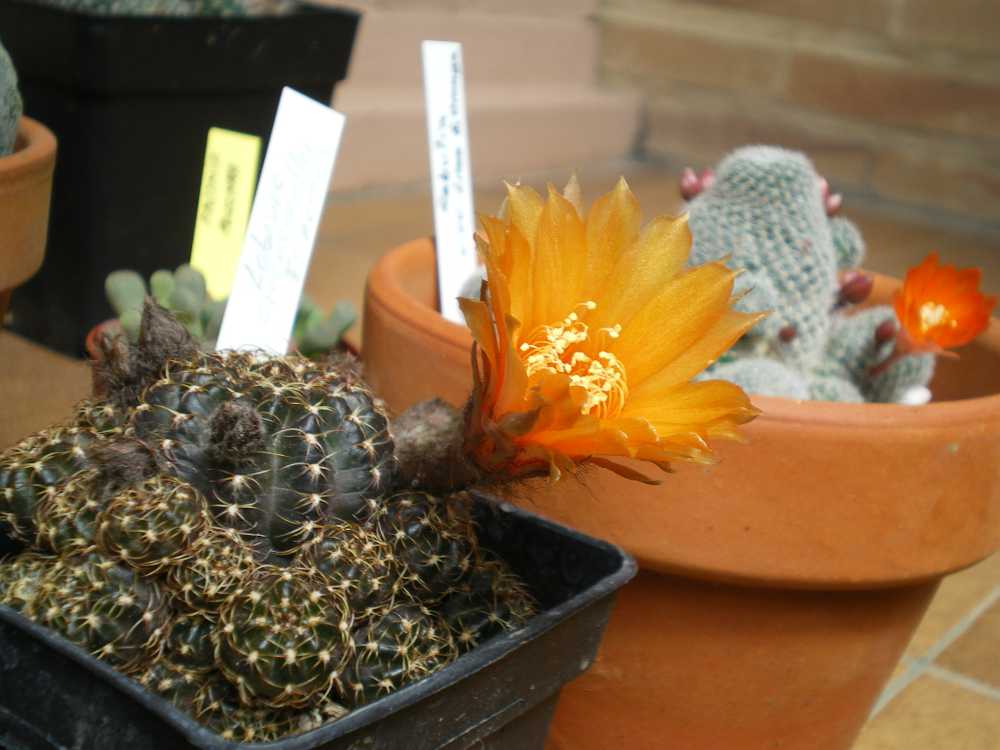 [Foto de planta, jardin, jardineria]