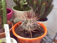 [Foto de planta, jardin, jardineria]