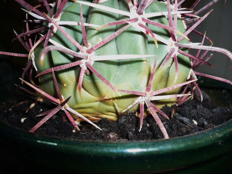[Foto de planta, jardin, jardineria]