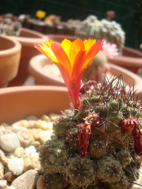 [Foto de planta, jardin, jardineria]