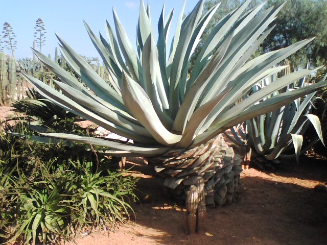 [Foto de planta, jardin, jardineria]