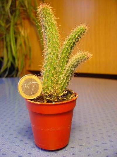 [Foto de planta, jardin, jardineria]