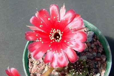[Foto de planta, jardin, jardineria]