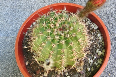 [Foto de planta, jardin, jardineria]