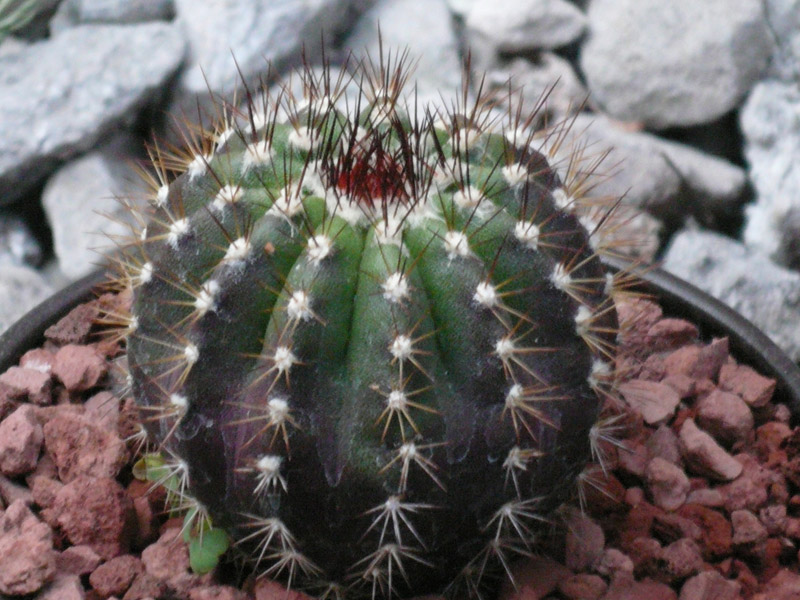 [Foto de planta, jardin, jardineria]