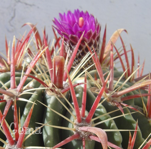 [Foto de planta, jardin, jardineria]