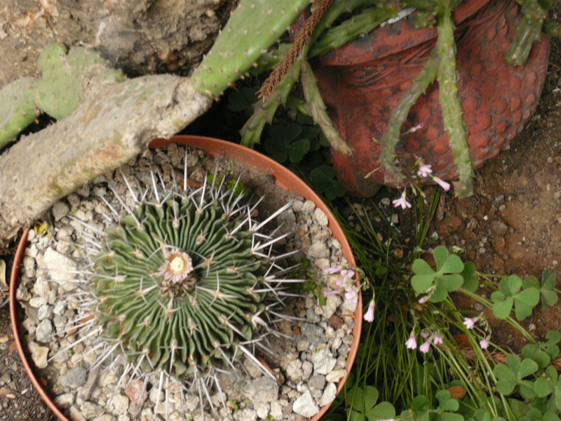 [Foto de planta, jardin, jardineria]