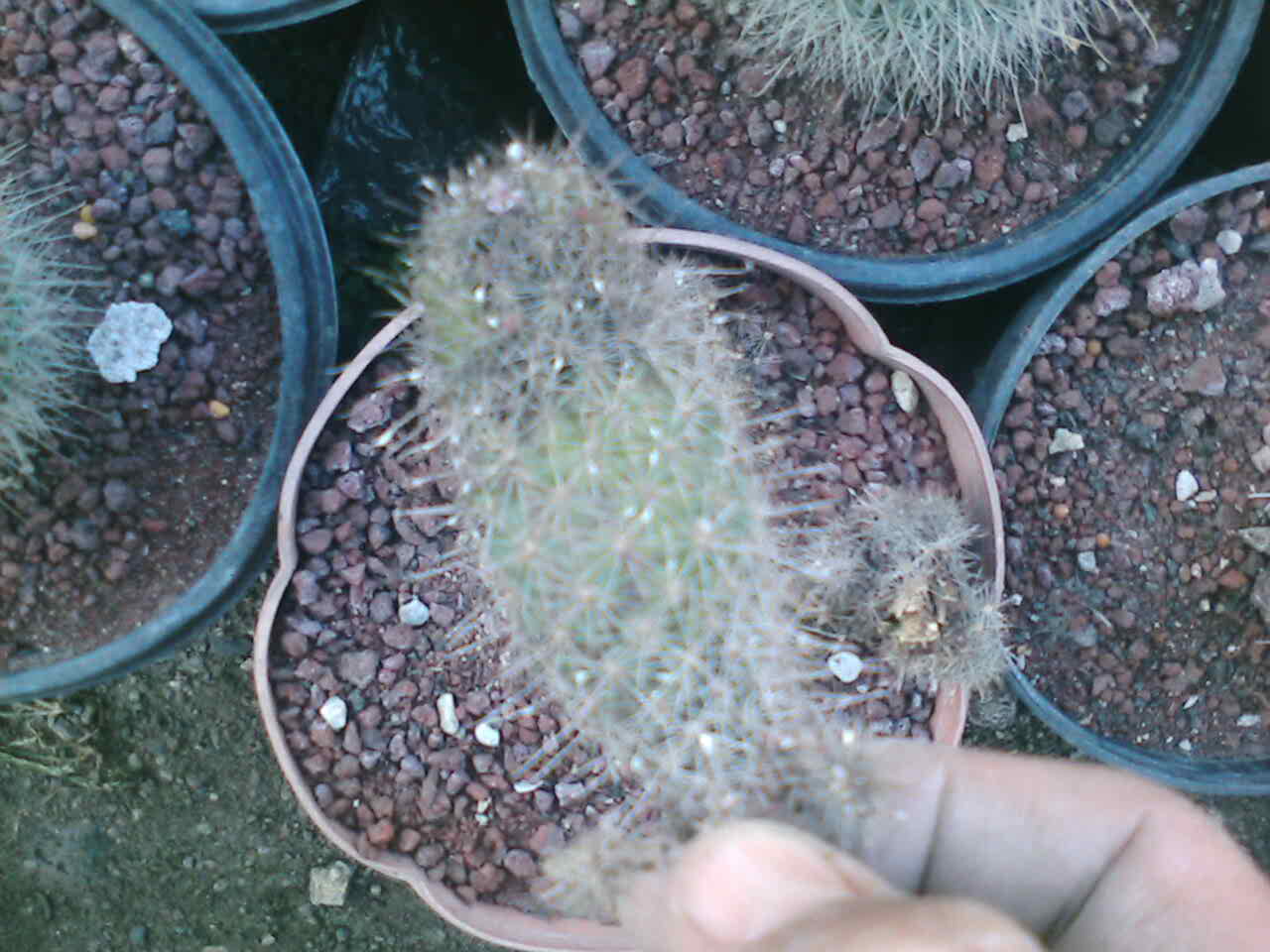 [Foto de planta, jardin, jardineria]
