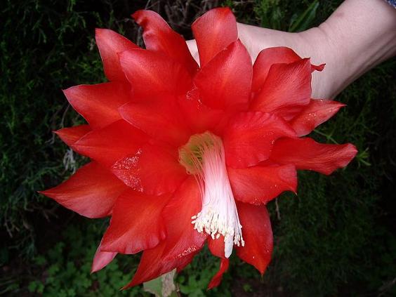 [Foto de planta, jardin, jardineria]