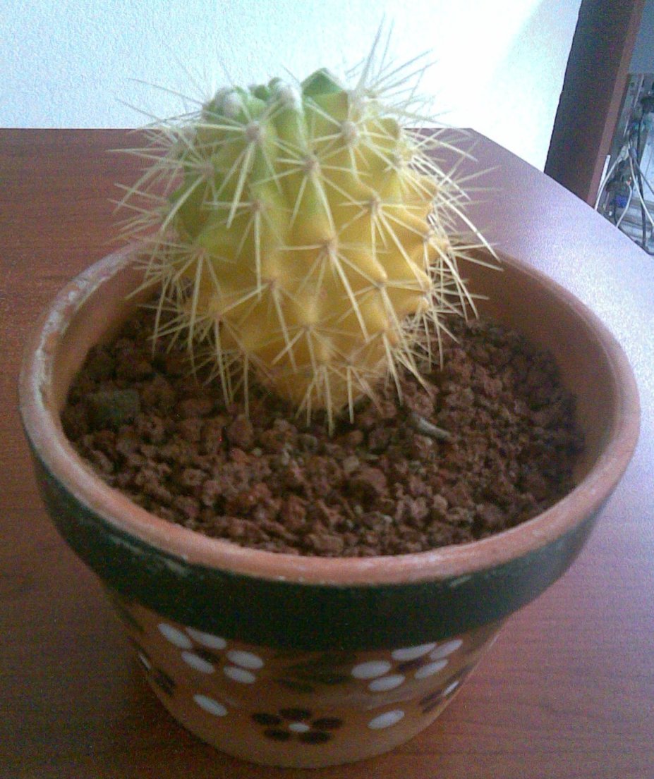 [Foto de planta, jardin, jardineria]