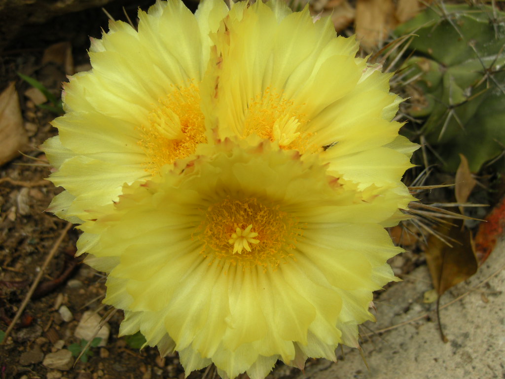 [Foto de planta, jardin, jardineria]