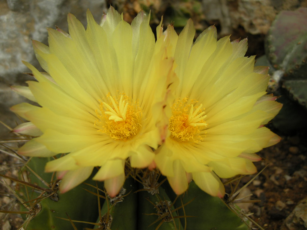 [Foto de planta, jardin, jardineria]