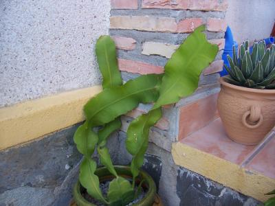 [Foto de planta, jardin, jardineria]