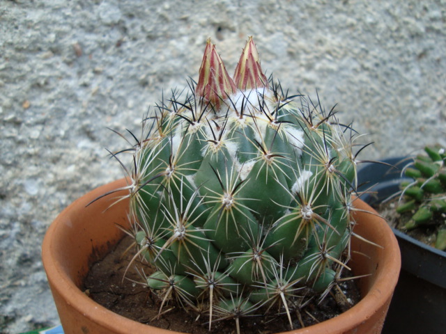 [Foto de planta, jardin, jardineria]