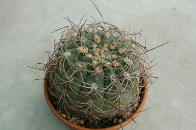 [Foto de planta, jardin, jardineria]