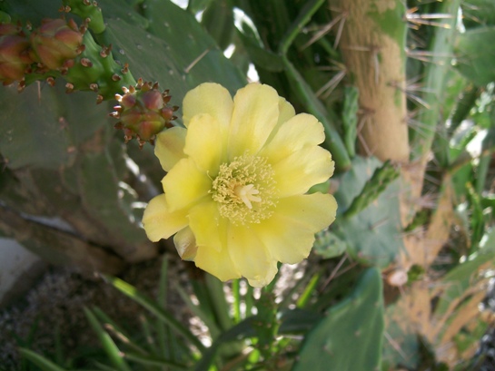 [Foto de planta, jardin, jardineria]