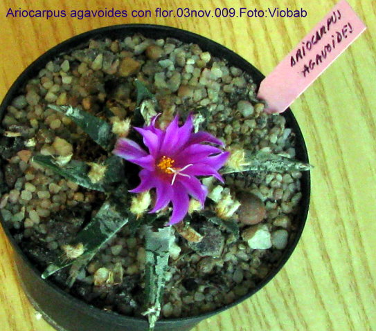 [Foto de planta, jardin, jardineria]