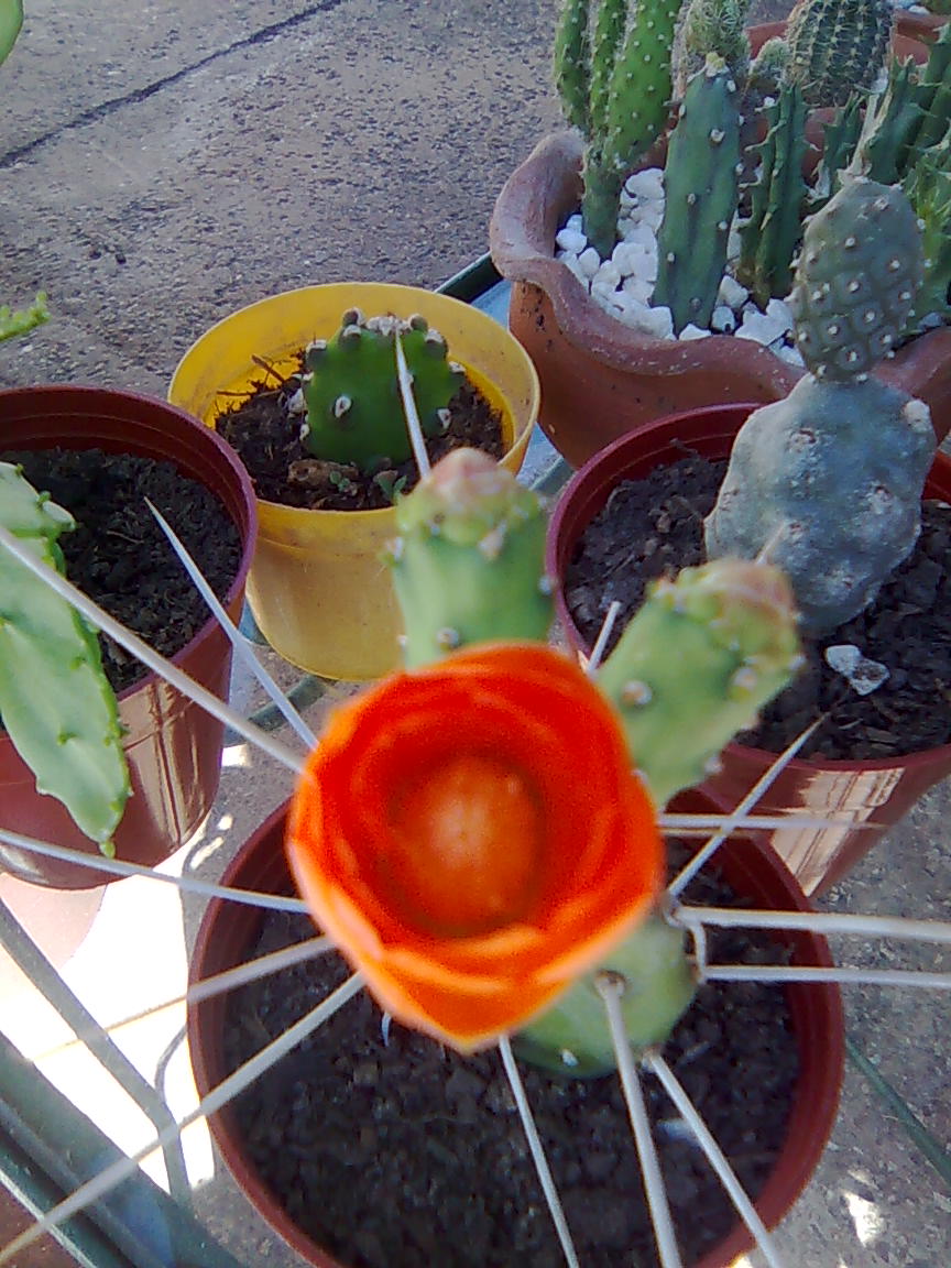 [Foto de planta, jardin, jardineria]