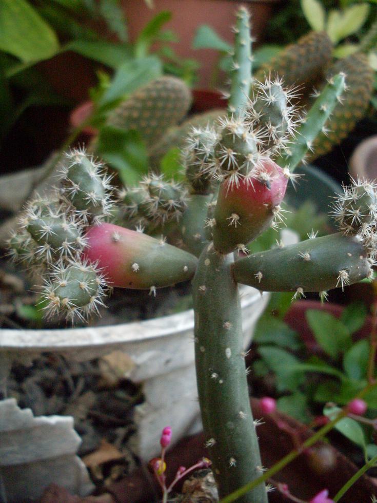 [Foto de planta, jardin, jardineria]