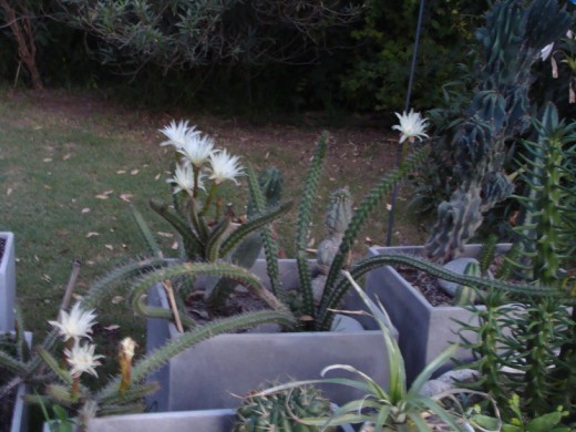 [Foto de planta, jardin, jardineria]