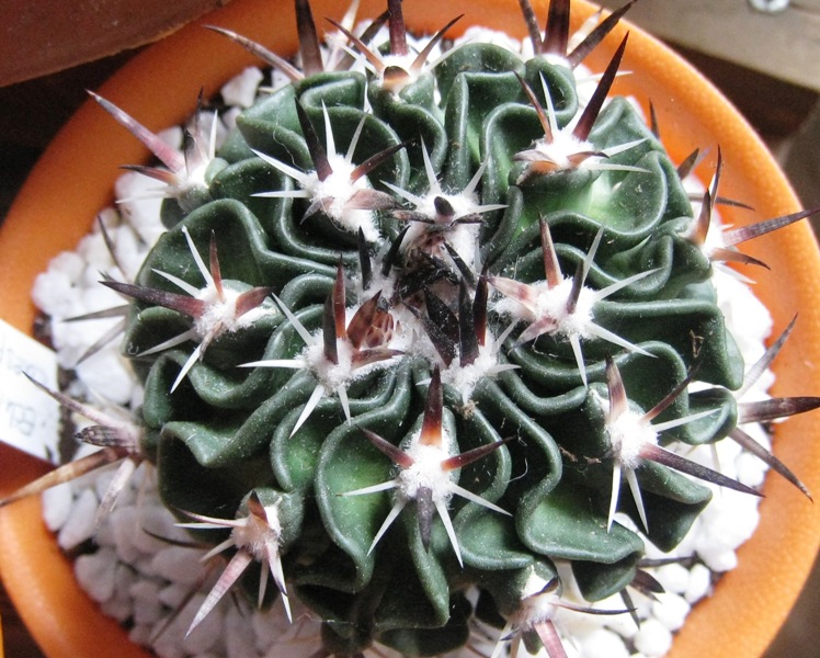 [Foto de planta, jardin, jardineria]