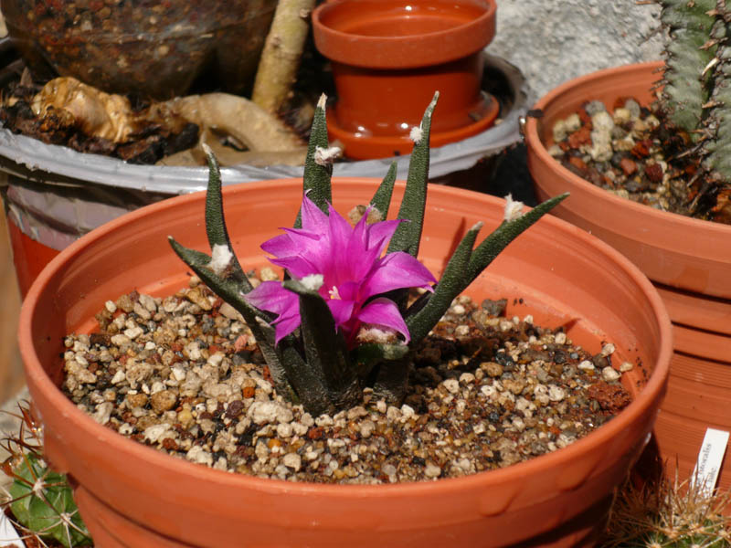 [Foto de planta, jardin, jardineria]