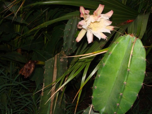 [Foto de planta, jardin, jardineria]