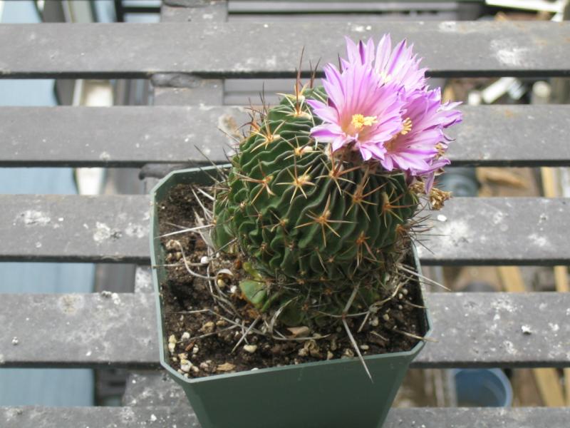 [Foto de planta, jardin, jardineria]