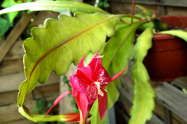 [Foto de planta, jardin, jardineria]