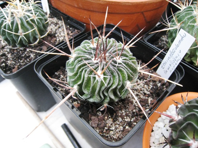 [Foto de planta, jardin, jardineria]