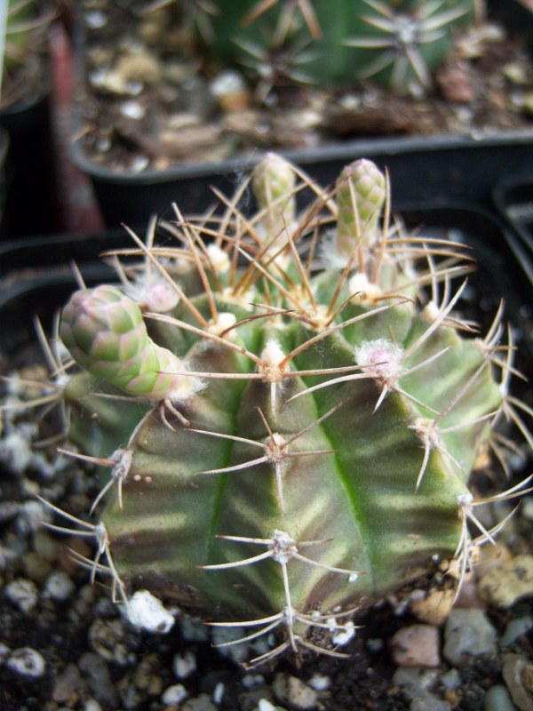 [Foto de planta, jardin, jardineria]