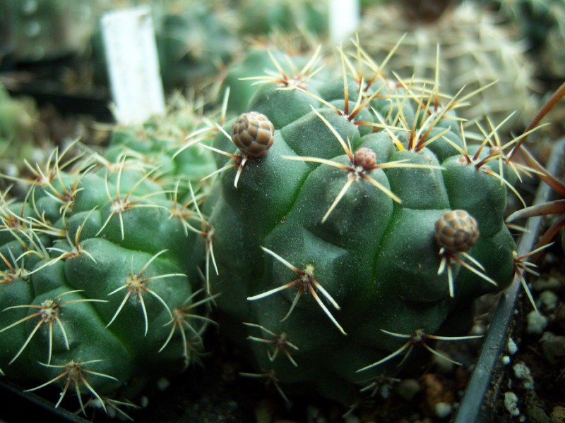 [Foto de planta, jardin, jardineria]
