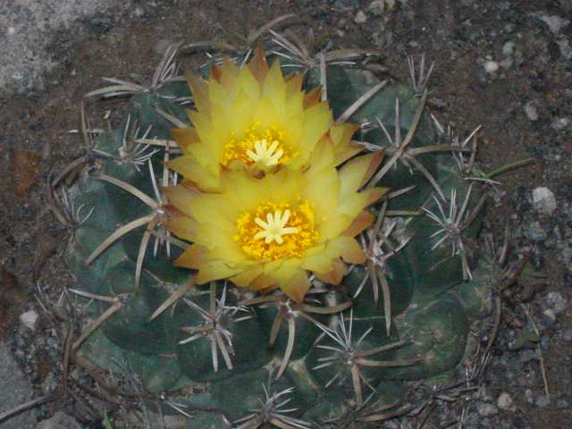 [Foto de planta, jardin, jardineria]