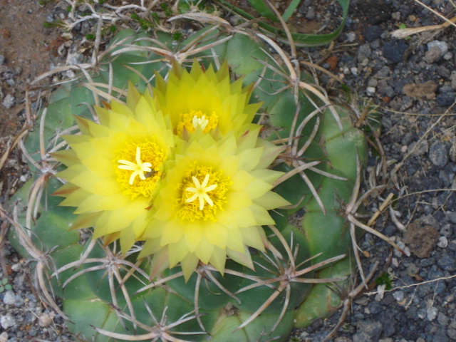 [Foto de planta, jardin, jardineria]