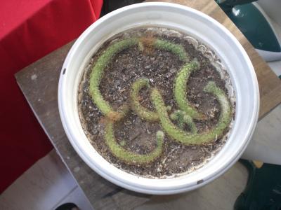 [Foto de planta, jardin, jardineria]