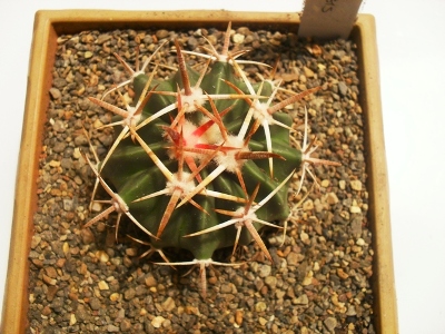 [Foto de planta, jardin, jardineria]