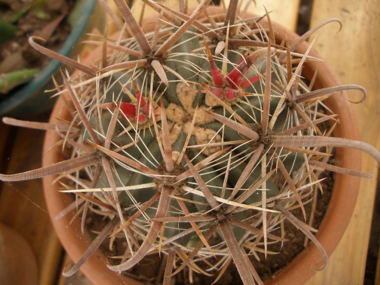 [Foto de planta, jardin, jardineria]